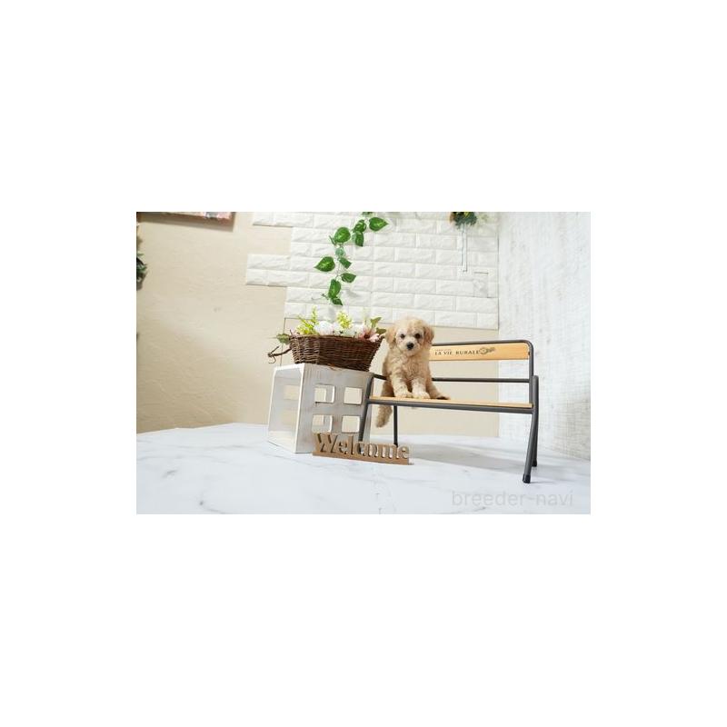 販売中の滋賀県のトイプードル-447993の2枚目