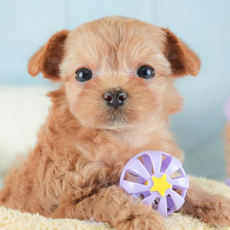 販売中の栃木県のチワプー:チワワ×トイプードル-448245