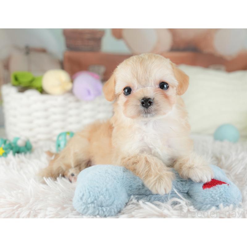 販売中の栃木県のチワプー:チワワ×トイプードル-448246の9枚目