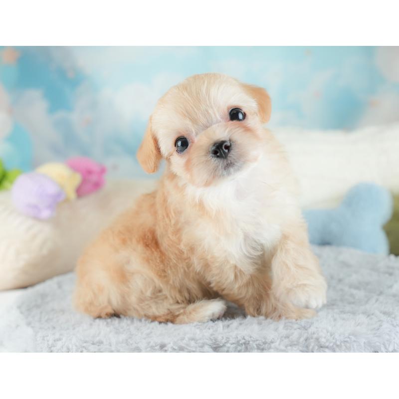 販売中の栃木県のチワプー:チワワ×トイプードル-448246の8枚目