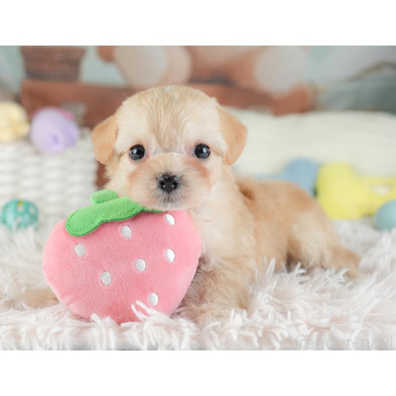 販売中の栃木県のチワプー:チワワ×トイプードル-448246の7枚目