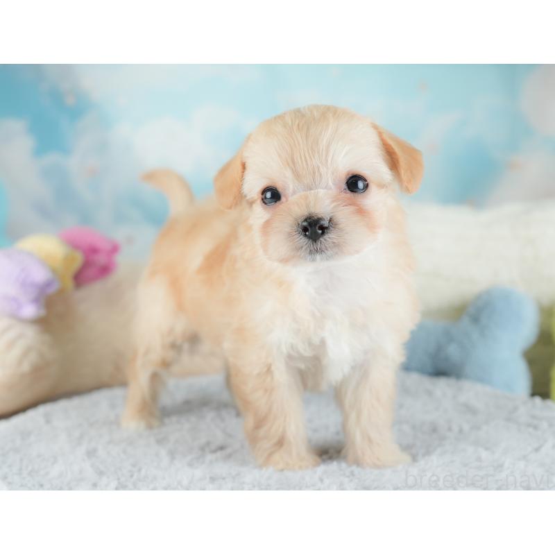 販売中の栃木県のチワプー:チワワ×トイプードル-448246の5枚目