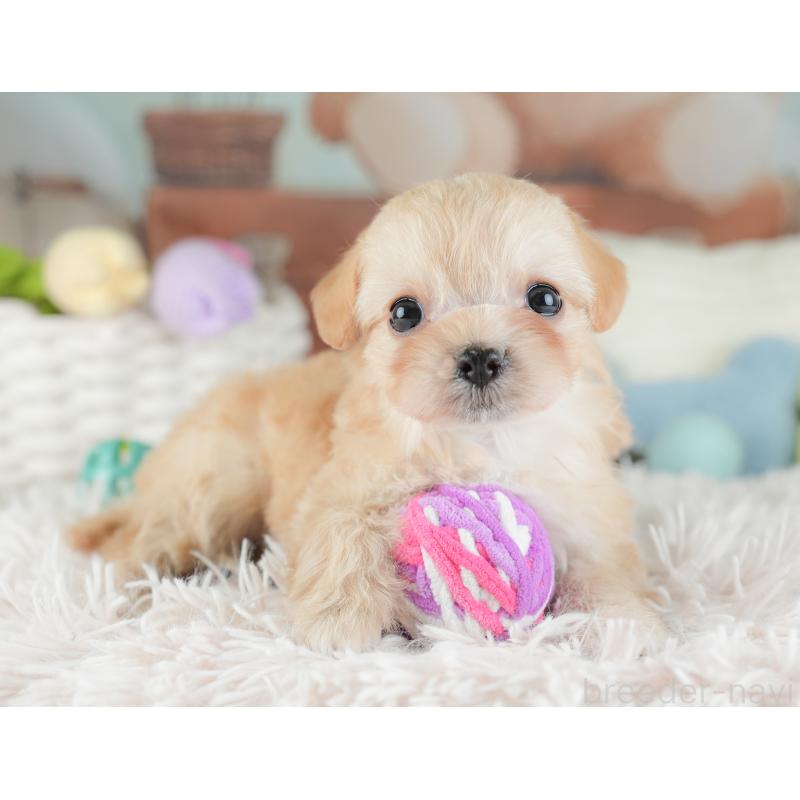 販売中の栃木県のチワプー:チワワ×トイプードル-448246の4枚目