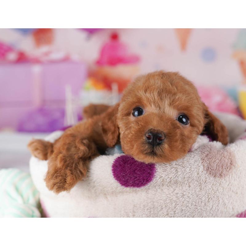 販売中の東京都のトイプードル-430524の5枚目