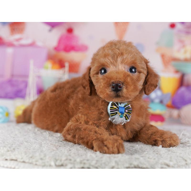 販売中の東京都のトイプードル-430524の3枚目