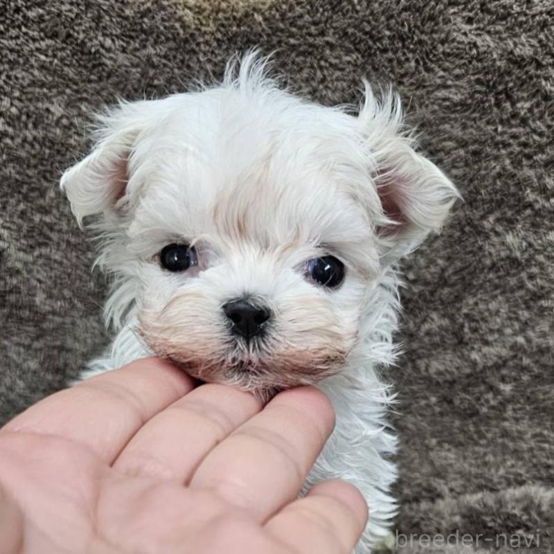 販売中の埼玉県のマルチーズ-448400の4枚目