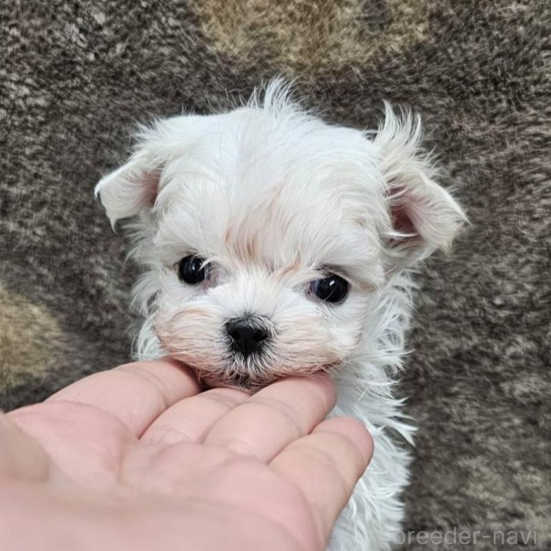 販売中の埼玉県のマルチーズ-448400の1枚目