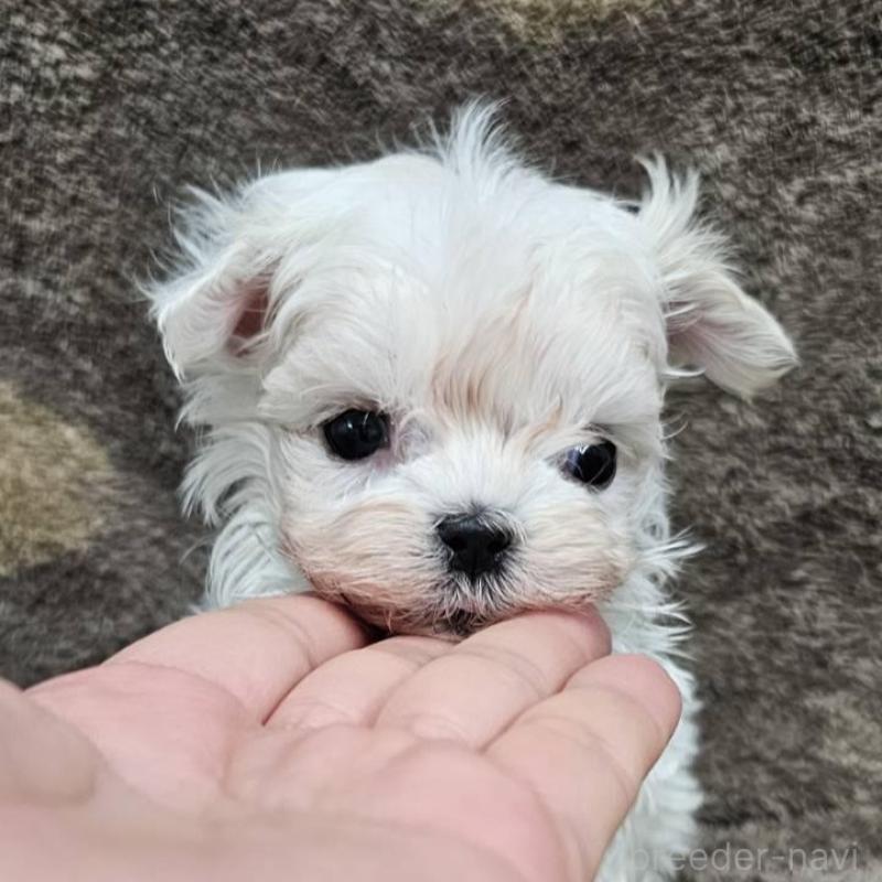 販売中の埼玉県のマルチーズ-448400の3枚目