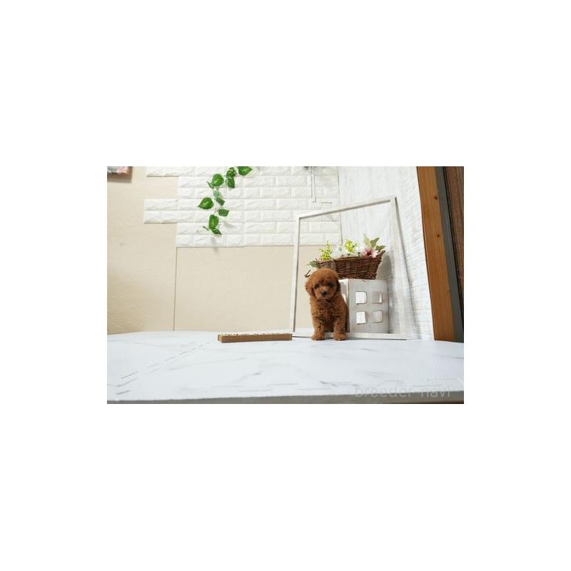 販売中の滋賀県のトイプードル-448000の4枚目