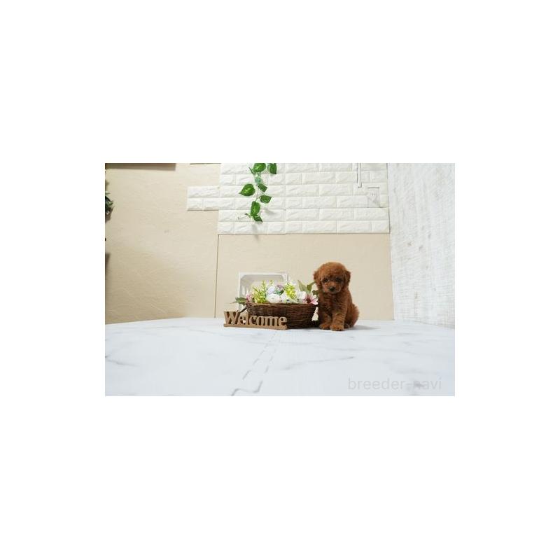 販売中の滋賀県のトイプードル-448000の3枚目