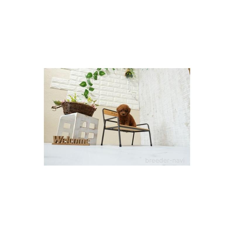 販売中の滋賀県のトイプードル-448000の2枚目