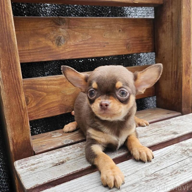 販売中の埼玉県のチワワ(スムースコート)-440487