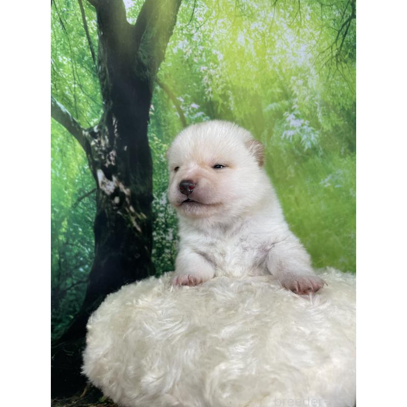 販売中の福岡県の豆柴-448401の7枚目