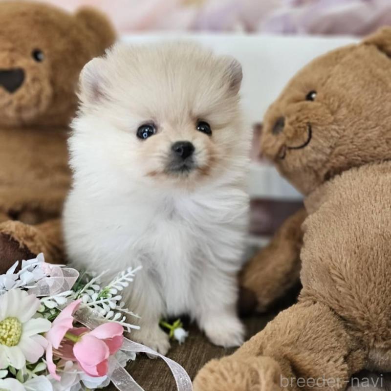 販売中の埼玉県のポメラニアン-448402の6枚目