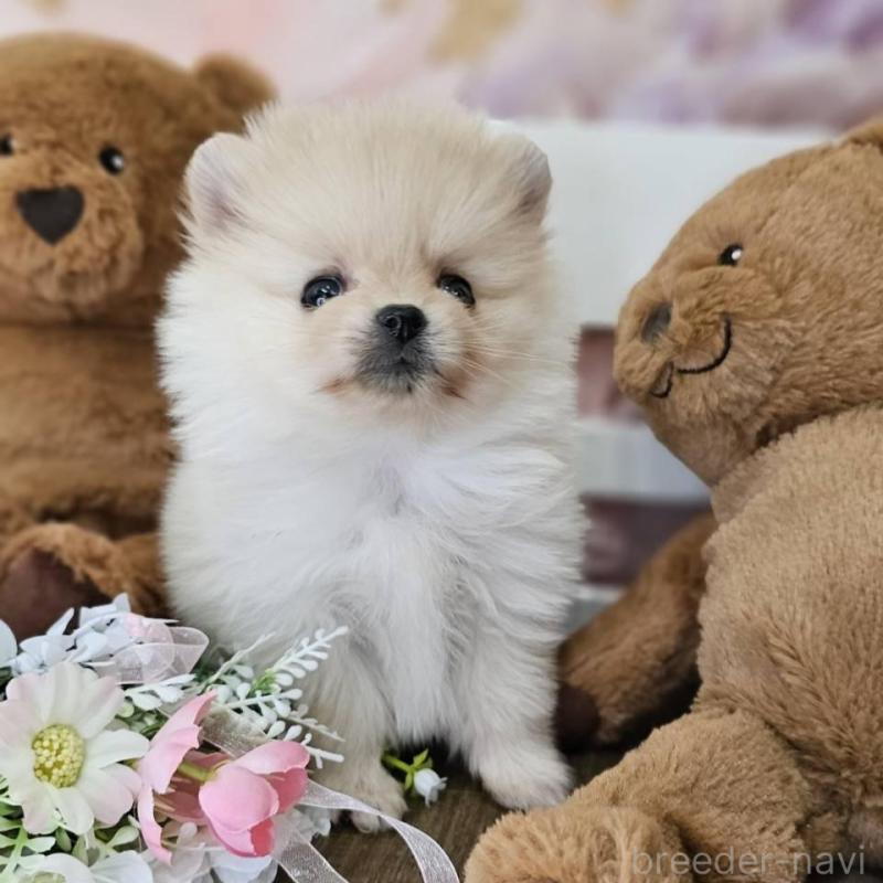 販売中の埼玉県のポメラニアン-448402の5枚目