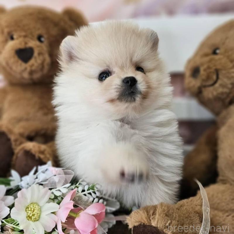 販売中の埼玉県のポメラニアン-448402の4枚目