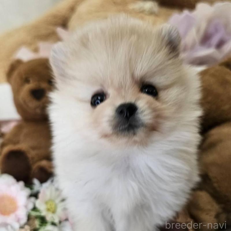 販売中の埼玉県のポメラニアン-448402の3枚目