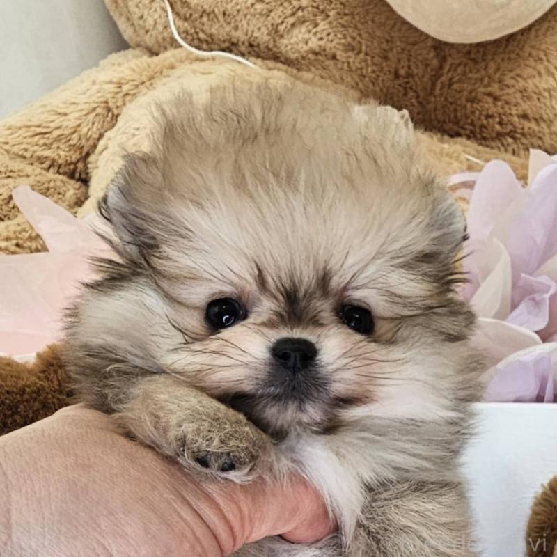 販売中の埼玉県のポメラニアン-448404の6枚目