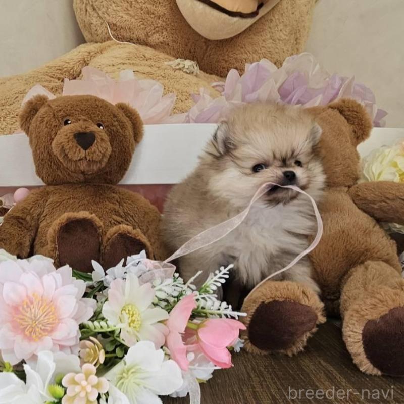販売中の埼玉県のポメラニアン-448404の5枚目