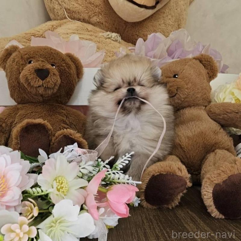 販売中の埼玉県のポメラニアン-448404の4枚目