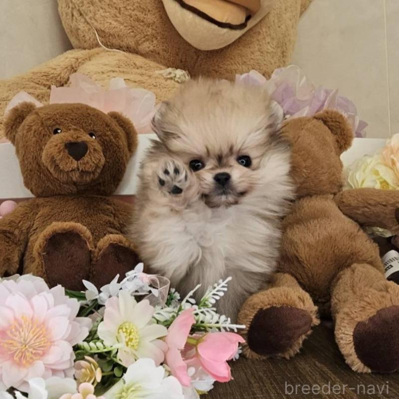 販売中の埼玉県のポメラニアン-448404の3枚目