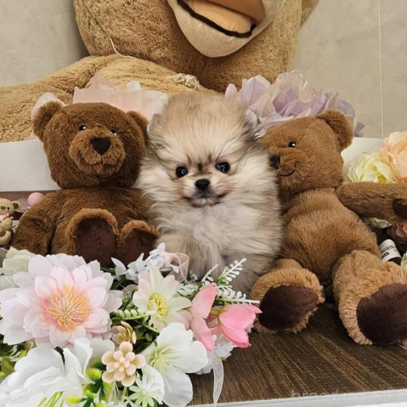 販売中の埼玉県のポメラニアン-448404