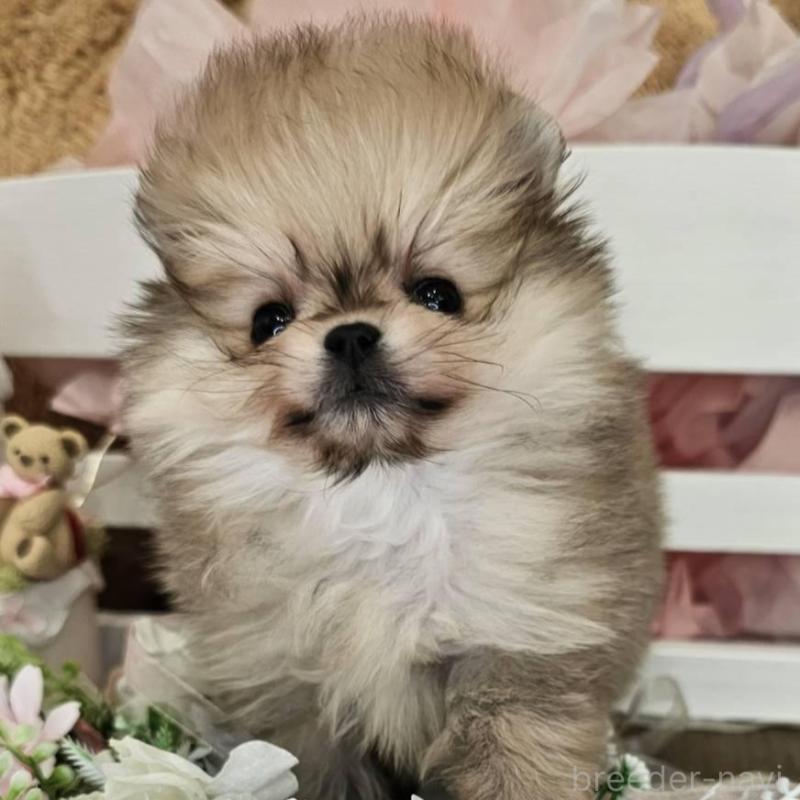 販売中の埼玉県のポメラニアン-448404の2枚目