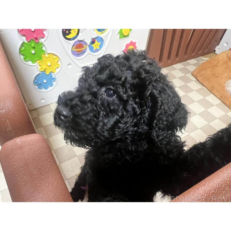 販売中の岡山県のスタンダードプードル-448406の5枚目