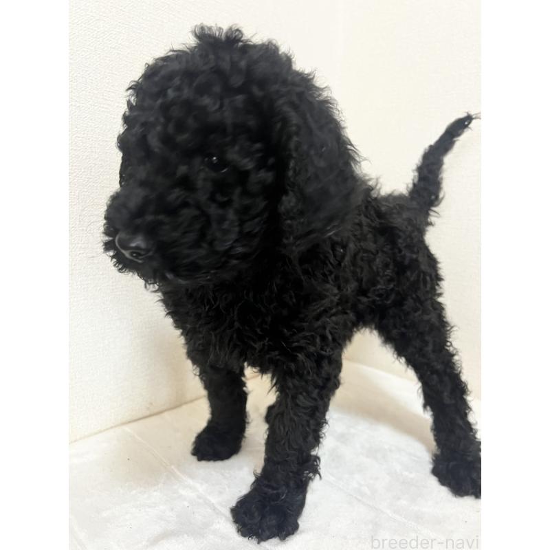 販売中の岡山県のスタンダードプードル-448406の4枚目
