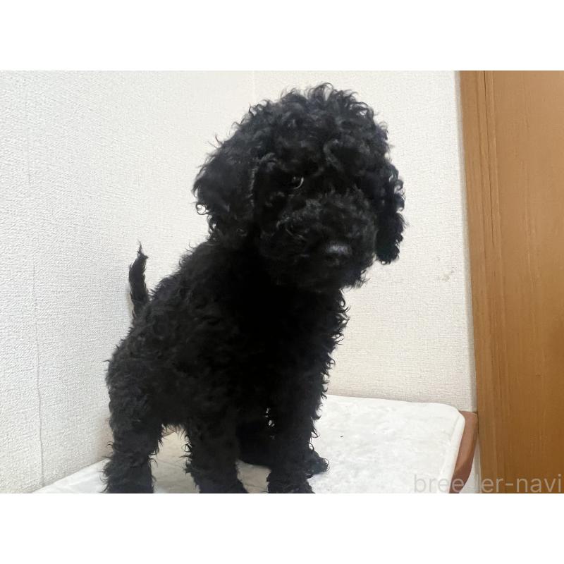 販売中の岡山県のスタンダードプードル-448406の3枚目