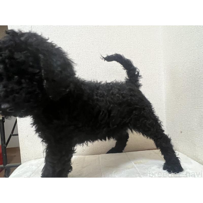 販売中の岡山県のスタンダードプードル-448406の2枚目