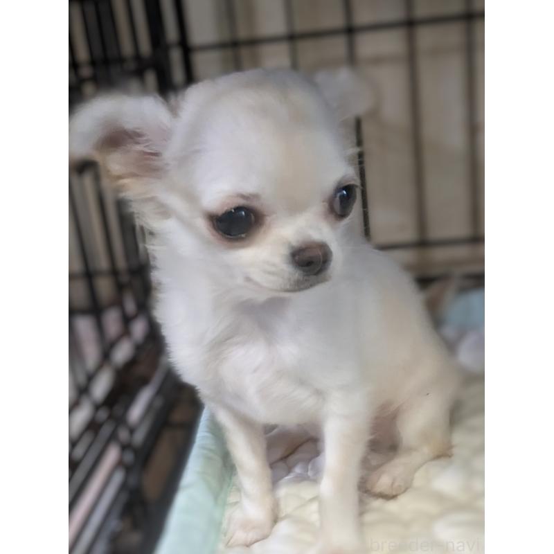 販売中の埼玉県のチワワ(ロングコート)-438822の2枚目