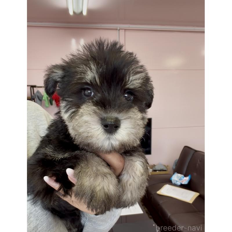 商談中の滋賀県のミニチュアシュナウザー-448407の3枚目