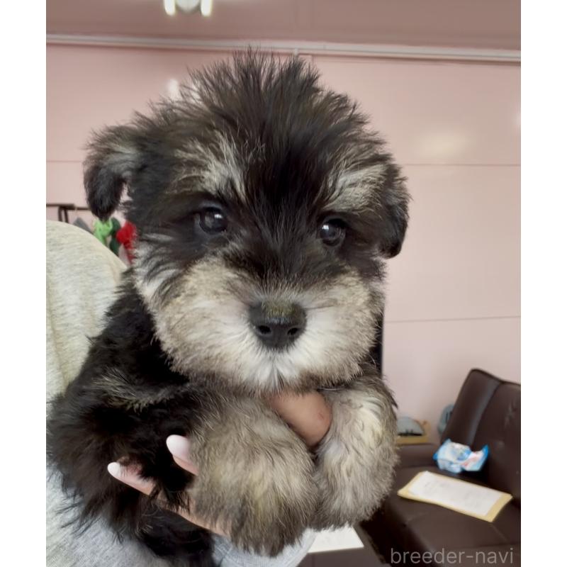 商談中の滋賀県のミニチュアシュナウザー-448407の2枚目