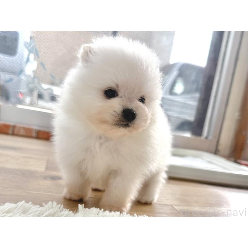 販売中の神奈川県のポメラニアン-448408の6枚目