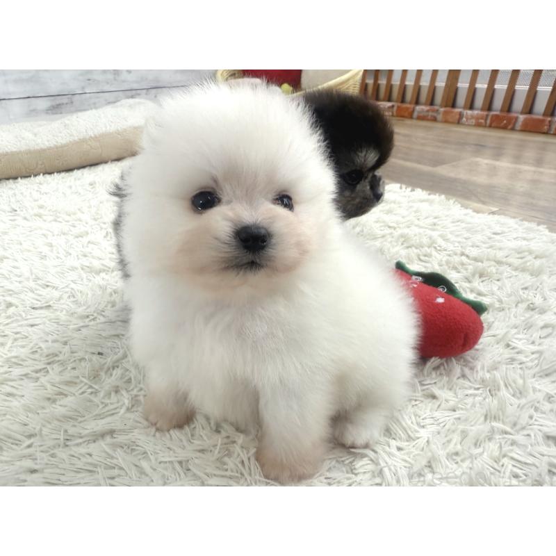 販売中の神奈川県のポメラニアン-448408の4枚目