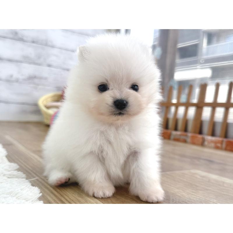 販売中の神奈川県のポメラニアン-448408の3枚目