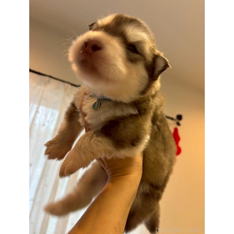 販売中の奈良県のアラスカンマラミュート-448409の7枚目