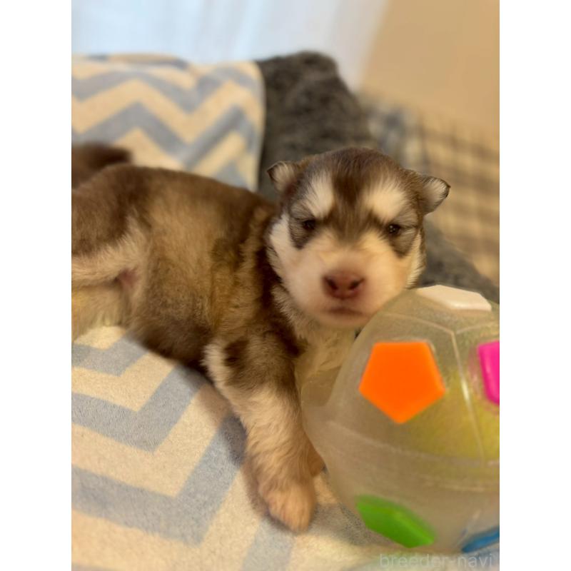 販売中の奈良県のアラスカンマラミュート-448409の6枚目