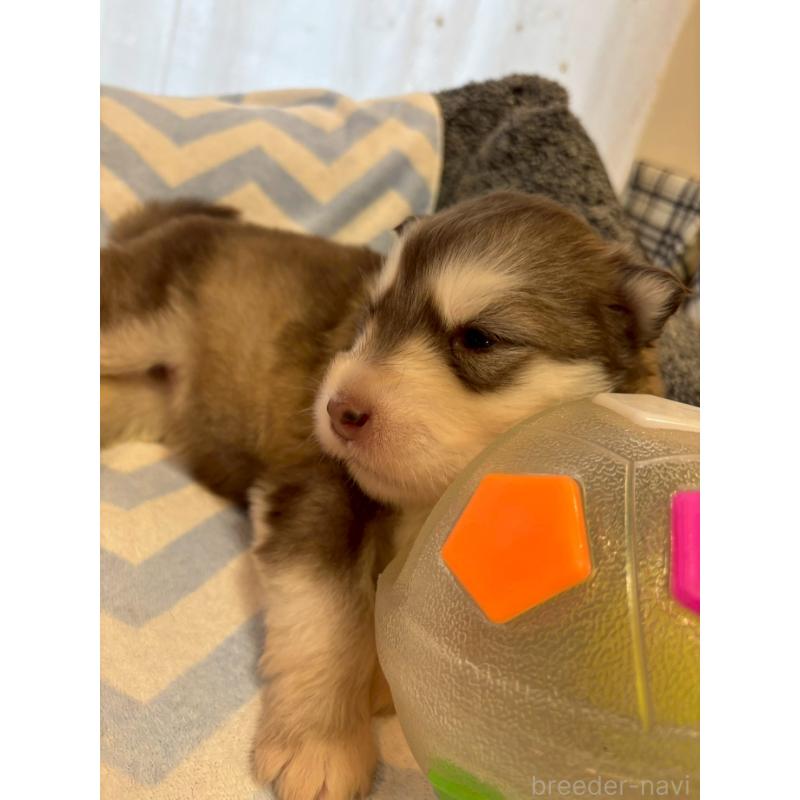 販売中の奈良県のアラスカンマラミュート-448409の5枚目