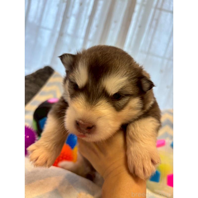 販売中の奈良県のアラスカンマラミュート-448409の4枚目