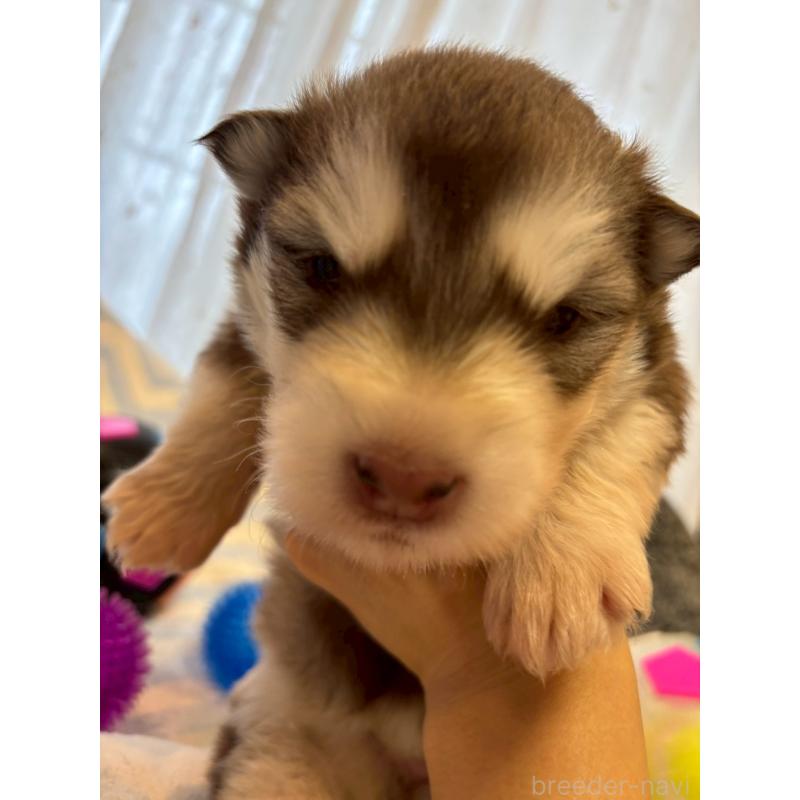 販売中の奈良県のアラスカンマラミュート-448409の3枚目