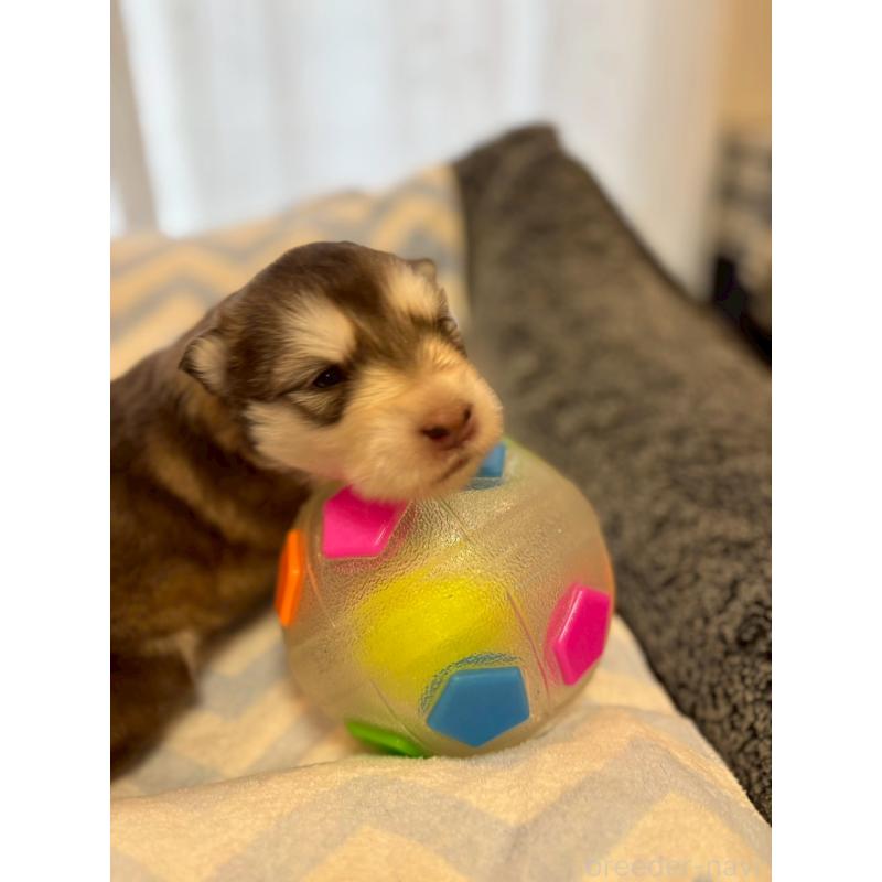 販売中の奈良県のアラスカンマラミュート-448409の2枚目