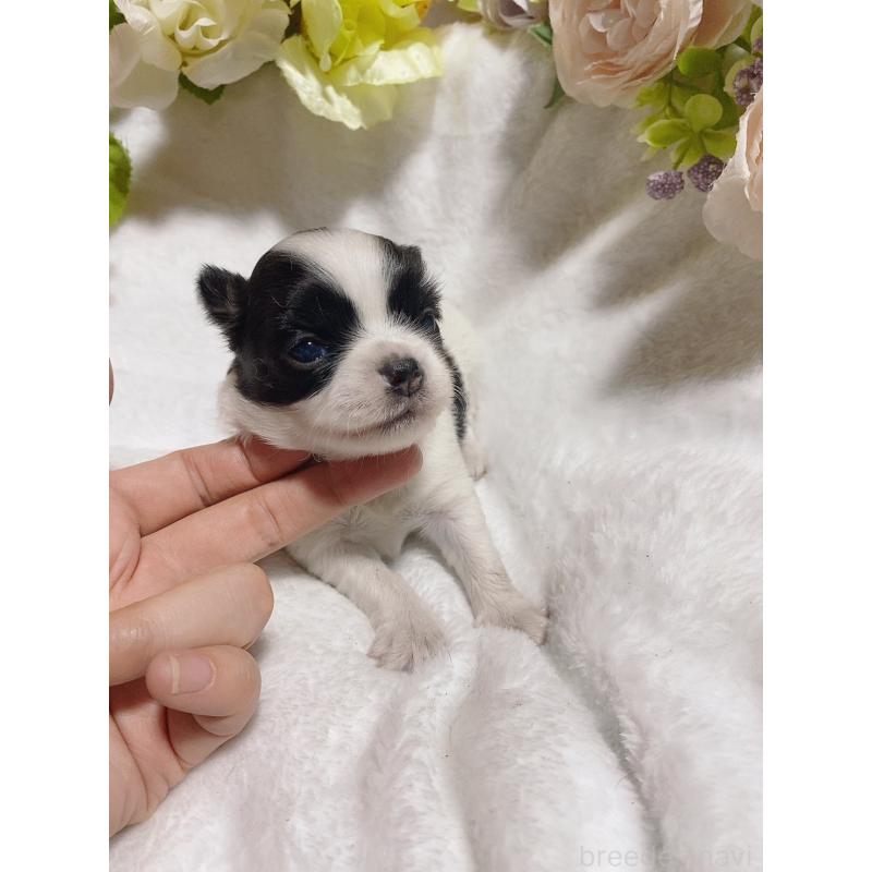 販売中の千葉県のチワワ(ロングコート)-449291の3枚目