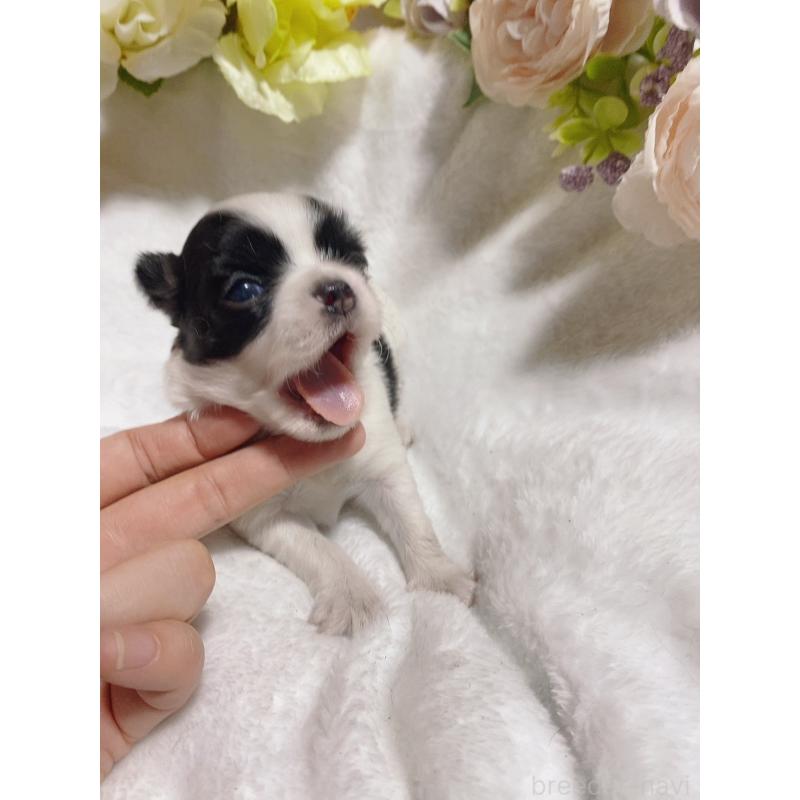 販売中の千葉県のチワワ(ロングコート)-449291の2枚目