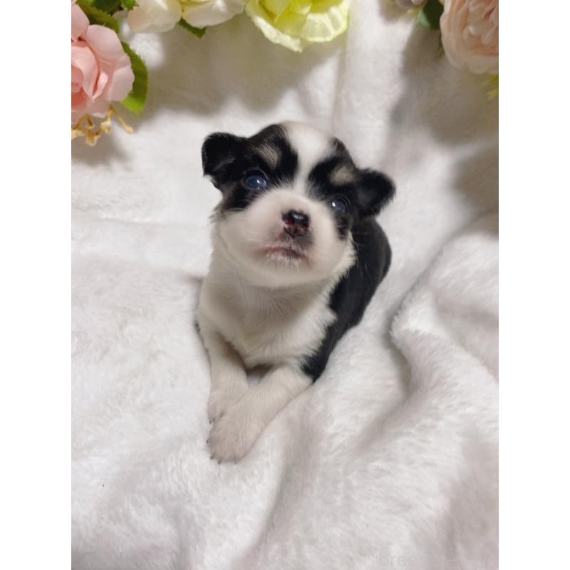 販売中の千葉県のチワワ(ロングコート)-449290の3枚目