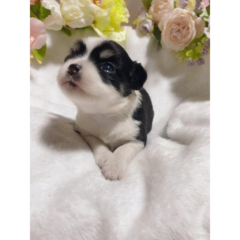 販売中の千葉県のチワワ(ロングコート)-449290の2枚目