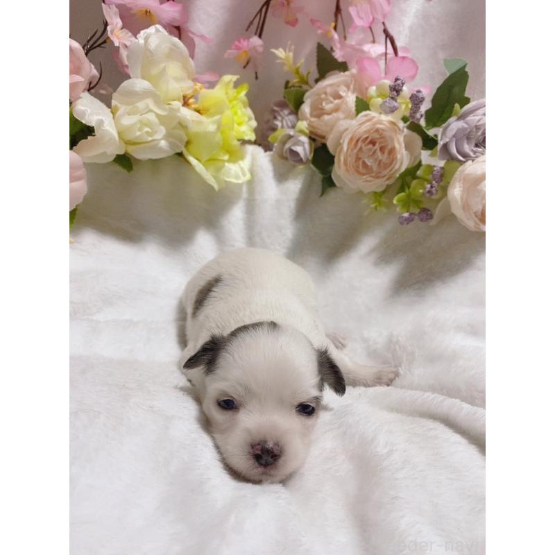 販売中の千葉県のチワワ(ロングコート)-449289の2枚目