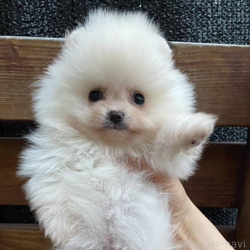 販売中の埼玉県のポメラニアン-448410の7枚目