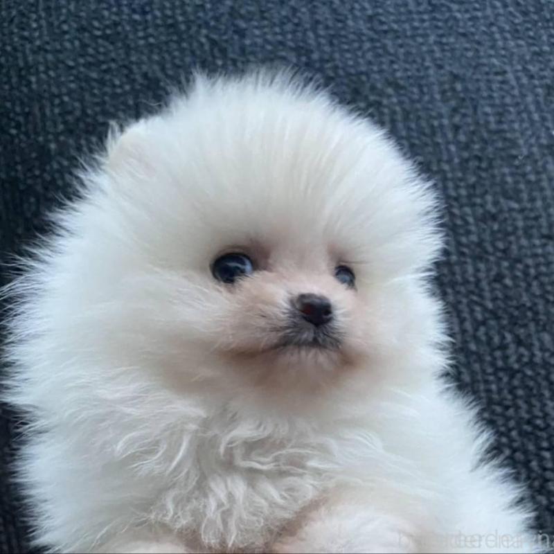 販売中の埼玉県のポメラニアン-448410